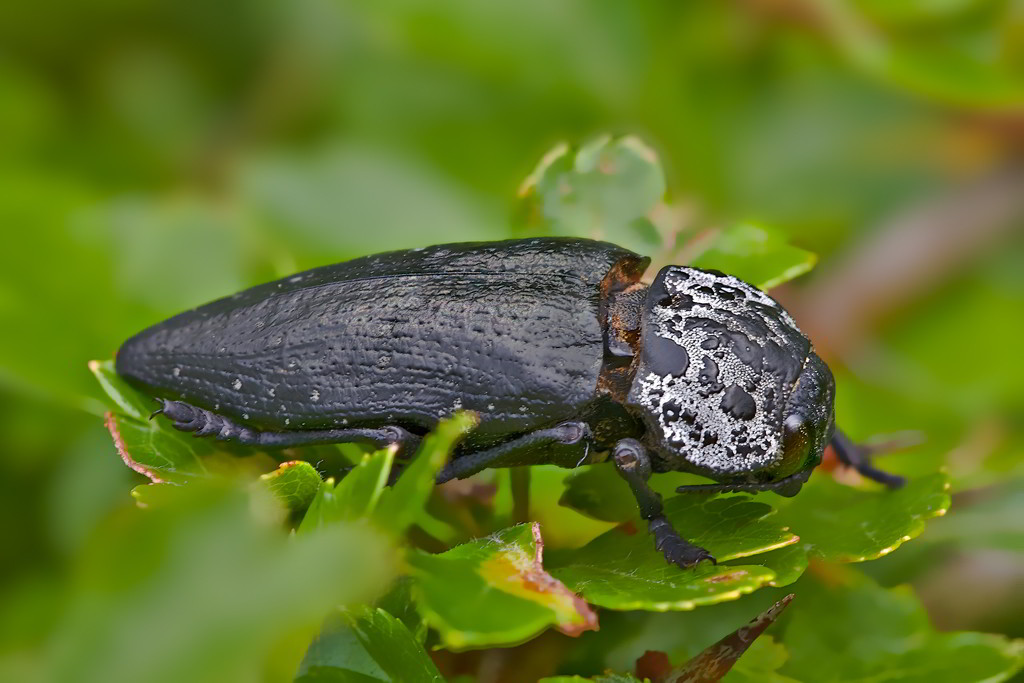Capnodis tenebrionis